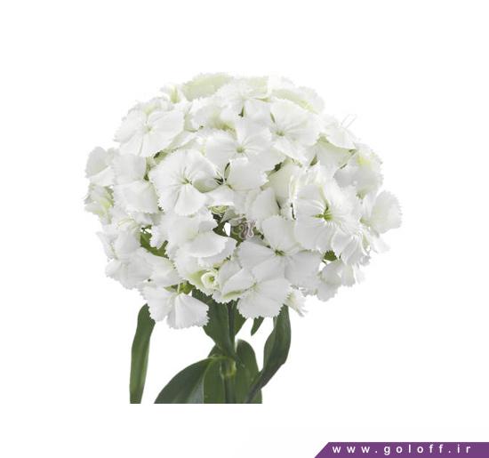 گل قرنفل ویسگون - sweet william | گل آف